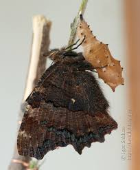 Attēlu rezultāti vaicājumam “Nymphalis polychloros upperside”