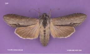 Attēlu rezultāti vaicājumam “Cucullia fraudatrix”