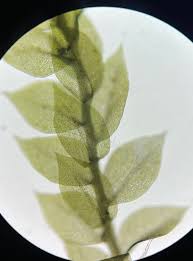 Attēlu rezultāti vaicājumam “Tetraphis pellucida sporophyte”