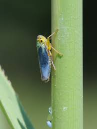Attēlu rezultāti vaicājumam “Cicadella viridis”