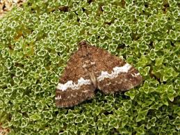 Attēlu rezultāti vaicājumam “Perizoma affinitata”