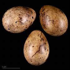 Attēlu rezultāti vaicājumam “Emberiza schoeniclus eggs”