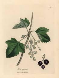 Attēlu rezultāti vaicājumam “Ribes nigrum fruit”