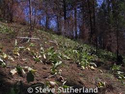 Attēlu rezultāti vaicājumam “Libanotis montana leaf”