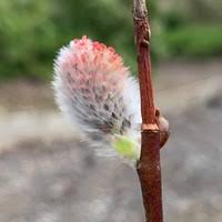 Attēlu rezultāti vaicājumam “Salix lapponum leaf”