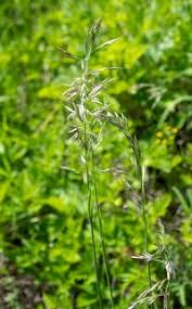 Attēlu rezultāti vaicājumam “Helictotrichon pubescens”