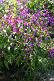 Attēlu rezultāti vaicājumam “Lathyrus vernus”