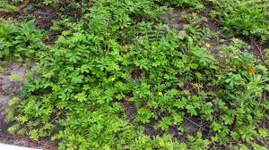 Image result for Potentilla anserina