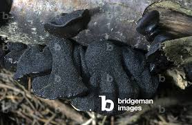 Attēlu rezultāti vaicājumam “Exidia glandulosa”