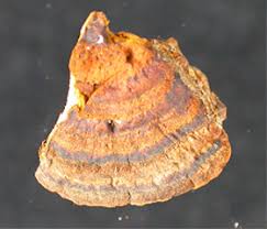 Attēlu rezultāti vaicājumam “Inonotus rheades”