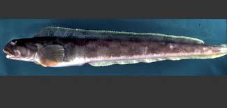 Image result for Zoarces americanus