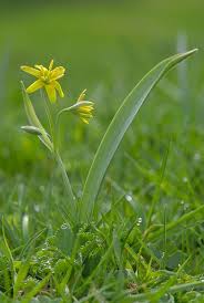 Attēlu rezultāti vaicājumam “Gagea lutea”