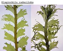 Attēlu rezultāti vaicājumam “Plagiochila porelloides sporophyte”