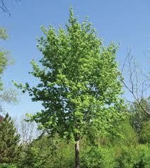 Attēlu rezultāti vaicājumam “Acer saccharinum”