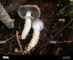 Attēlu rezultāti vaicājumam “Stropharia hornemannii”