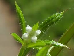 Image result for Galium aparine