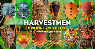 Attēlu rezultāti vaicājumam “Opiliones”