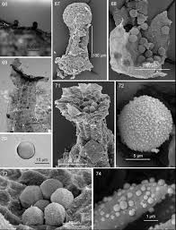 Attēlu rezultāti vaicājumam “Physarum bryocorticola sessile”