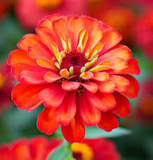 Image result for Zinnia elegans