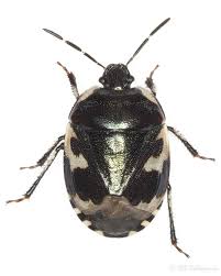 Attēlu rezultāti vaicājumam “Tritomegas bicolor nymph”