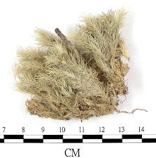 Attēlu rezultāti vaicājumam “Leucobryum juniperoideum”