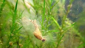 Attēlu rezultāti vaicājumam “Cribraria oregana spores”