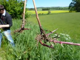 Attēlu rezultāti vaicājumam “Bromopsis inermis fruit”