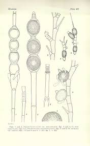 Attēlu rezultāti vaicājumam “Bulbochaete mirabilis”