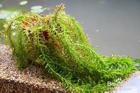 「水蘊草」的圖片搜尋結果