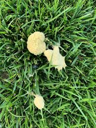 Attēlu rezultāti vaicājumam “Fuligo septica cf. rufa”