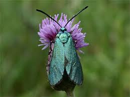 Attēlu rezultāti vaicājumam “Adscita statices”