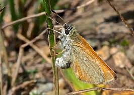 Attēlu rezultāti vaicājumam “Thymelicus lineola”