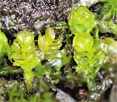 Attēlu rezultāti vaicājumam “Isopaches bicrenatus”