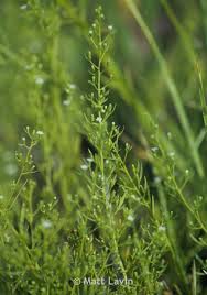 Attēlu rezultāti vaicājumam “Thesium alpinum leaf”