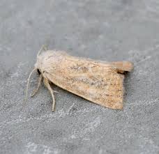 Attēlu rezultāti vaicājumam “Chortodes fluxa”