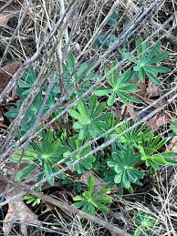Attēlu rezultāti vaicājumam “Lupinus polyphyllus leaf”