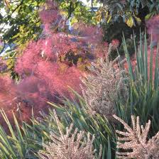 Attēlu rezultāti vaicājumam “Cotinus coggygria flower”
