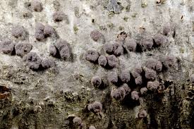 Attēlu rezultāti vaicājumam “Hypoxylon fuscum”