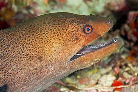 Image result for Gymnothorax vicinus