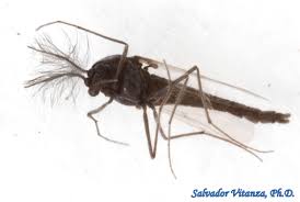 Attēlu rezultāti vaicājumam “Chironomidae”