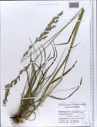 Attēlu rezultāti vaicājumam “Festuca pratensis”
