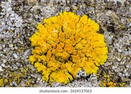 Attēlu rezultāti vaicājumam “Caloplaca saxicola”