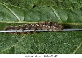 Attēlu rezultāti vaicājumam “Euthrix potatoria cocoon”