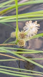 Attēlu rezultāti vaicājumam “Sparganium minimum leaf”