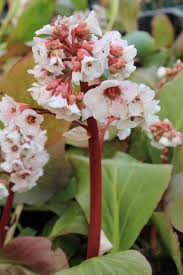 Image result for Bergenie