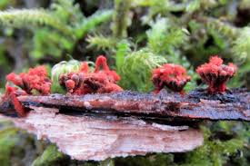 Attēlu rezultāti vaicājumam “Heterotrichia oerstedii (syn. Arcyria oerstedii) stalked”