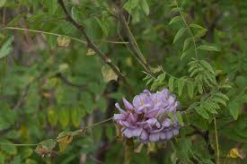 Attēlu rezultāti vaicājumam “Robinia neomexicana flower”