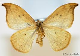 Attēlu rezultāti vaicājumam “Drepanidae”