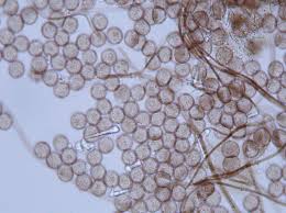 Attēlu rezultāti vaicājumam “Didymium clavus stalked”