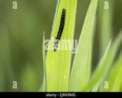 Attēlu rezultāti vaicājumam “Aphelia paleana larva”